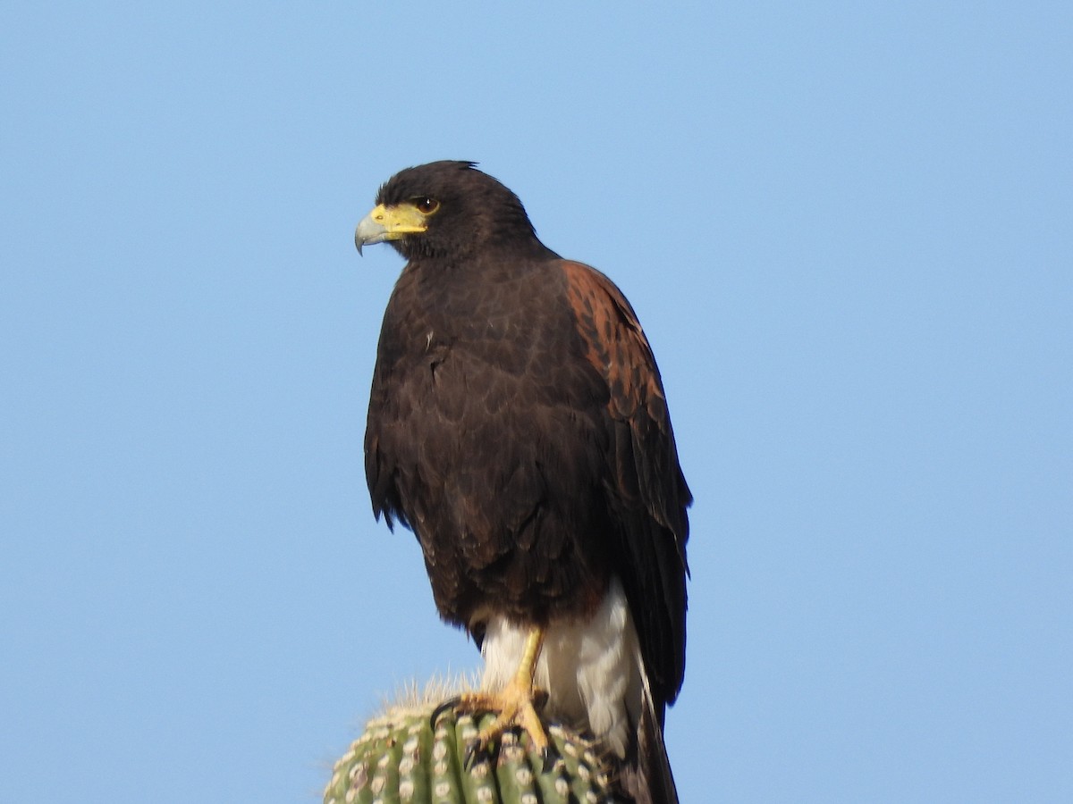 Harris's Hawk - ML645221847