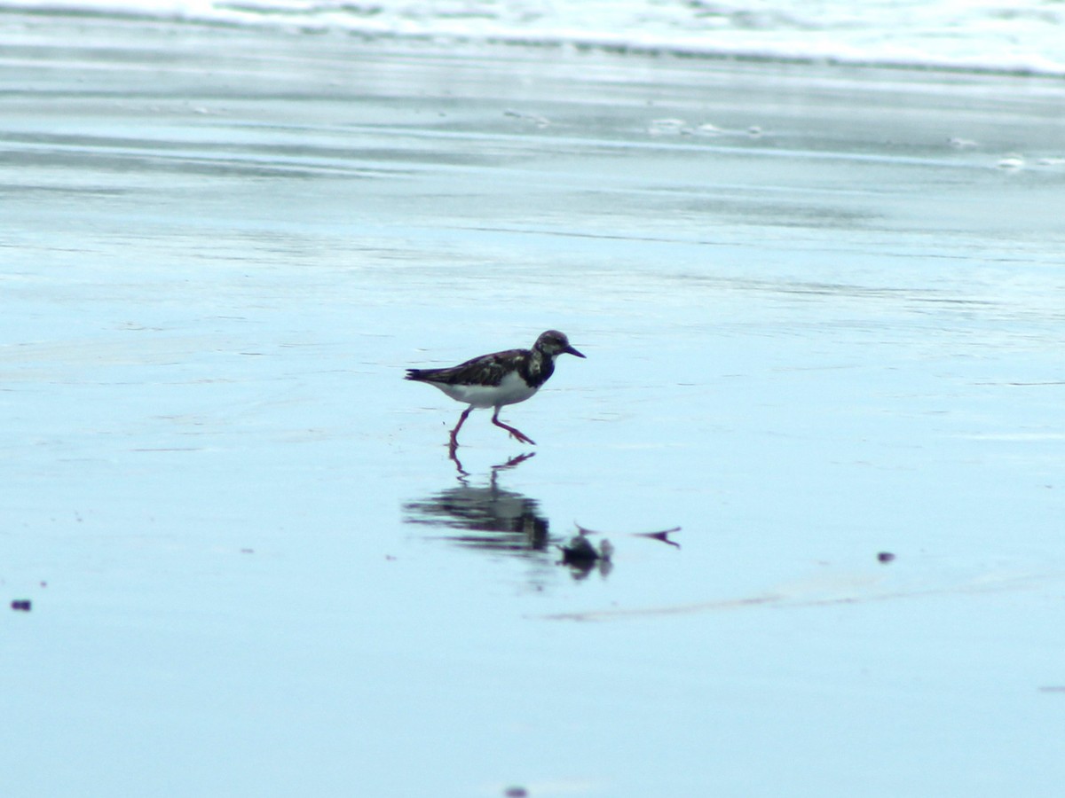 Ruddy Turnstone - ML645221849