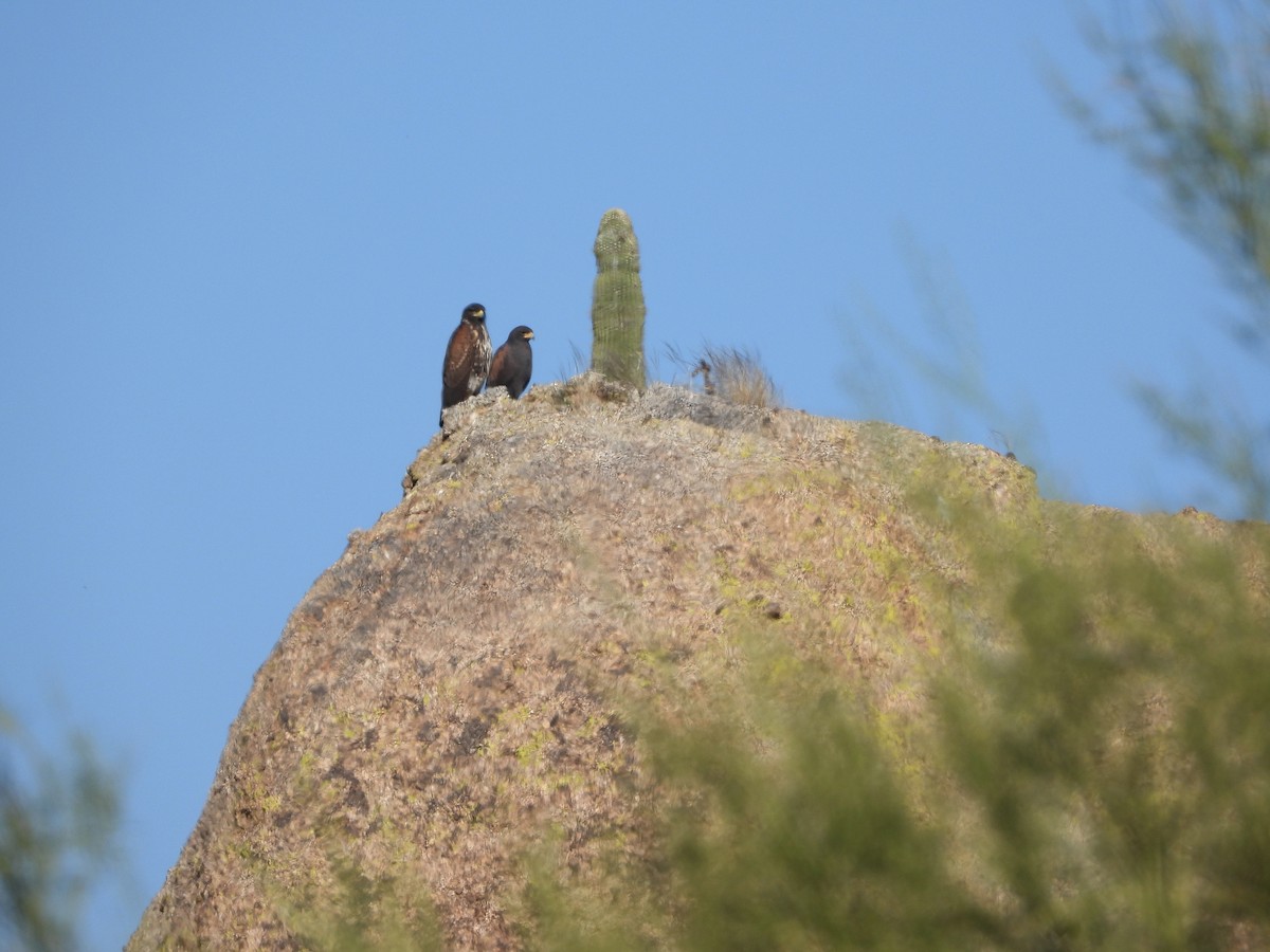 Harris's Hawk - ML645221853