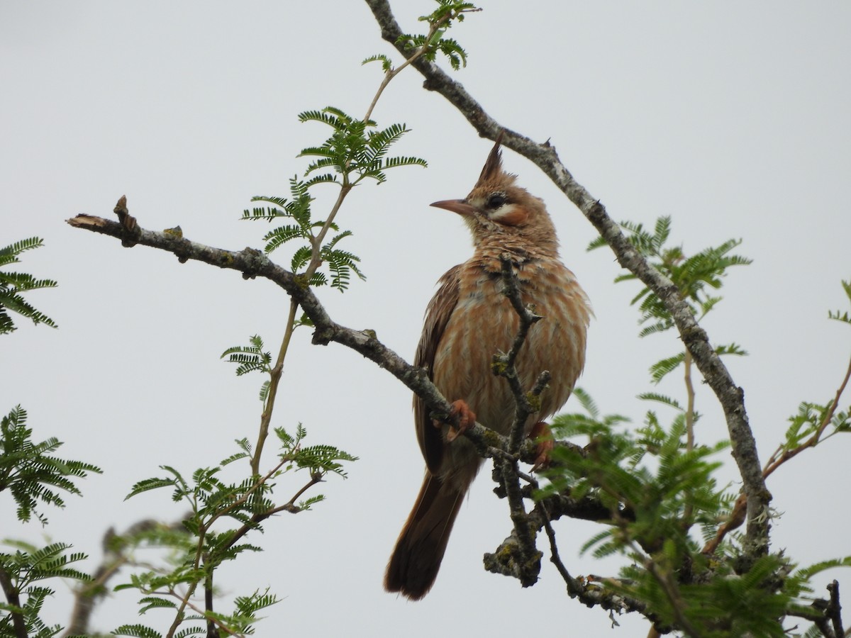 Lark-like Brushrunner - ML645221873