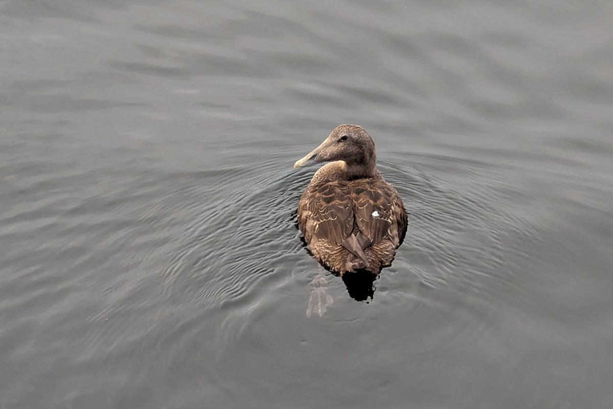Common Eider - ML645221874