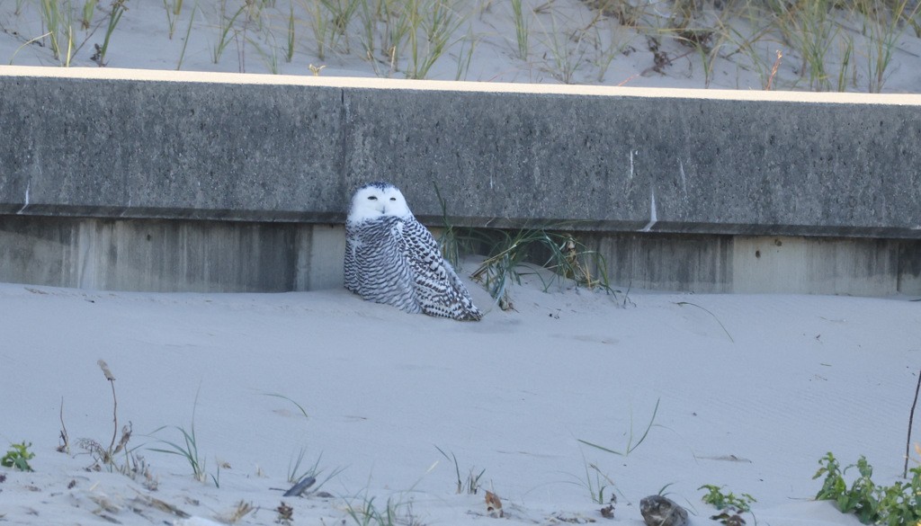 Snowy Owl - ML645221878