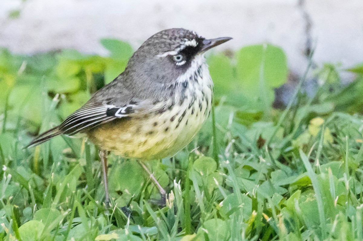 Spotted Scrubwren - ML645221884