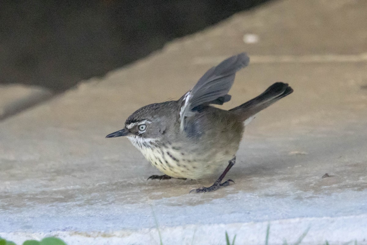 Spotted Scrubwren - ML645221885