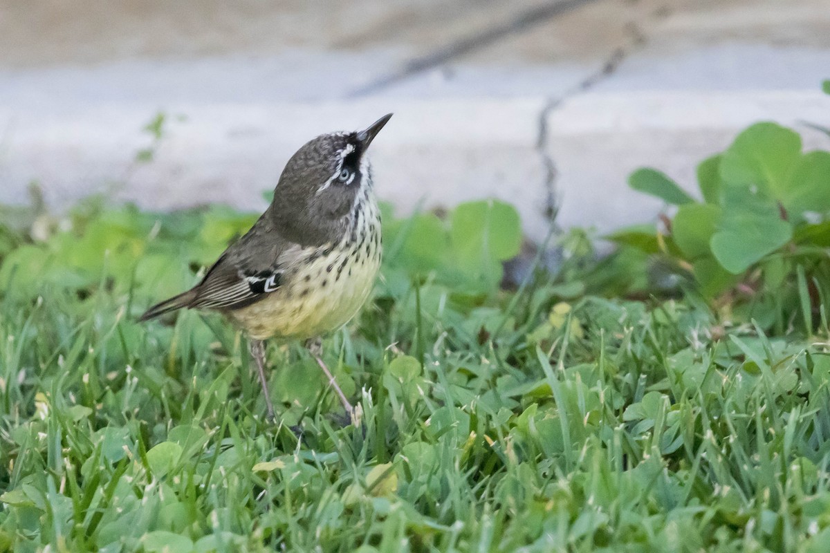 Spotted Scrubwren - ML645221886