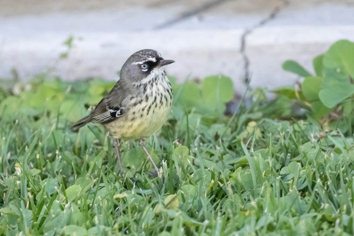 Spotted Scrubwren - ML645221887