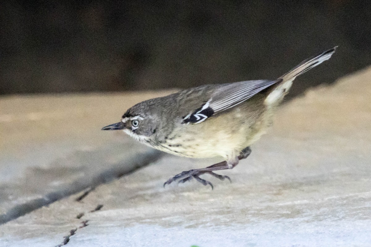 Spotted Scrubwren - ML645221888