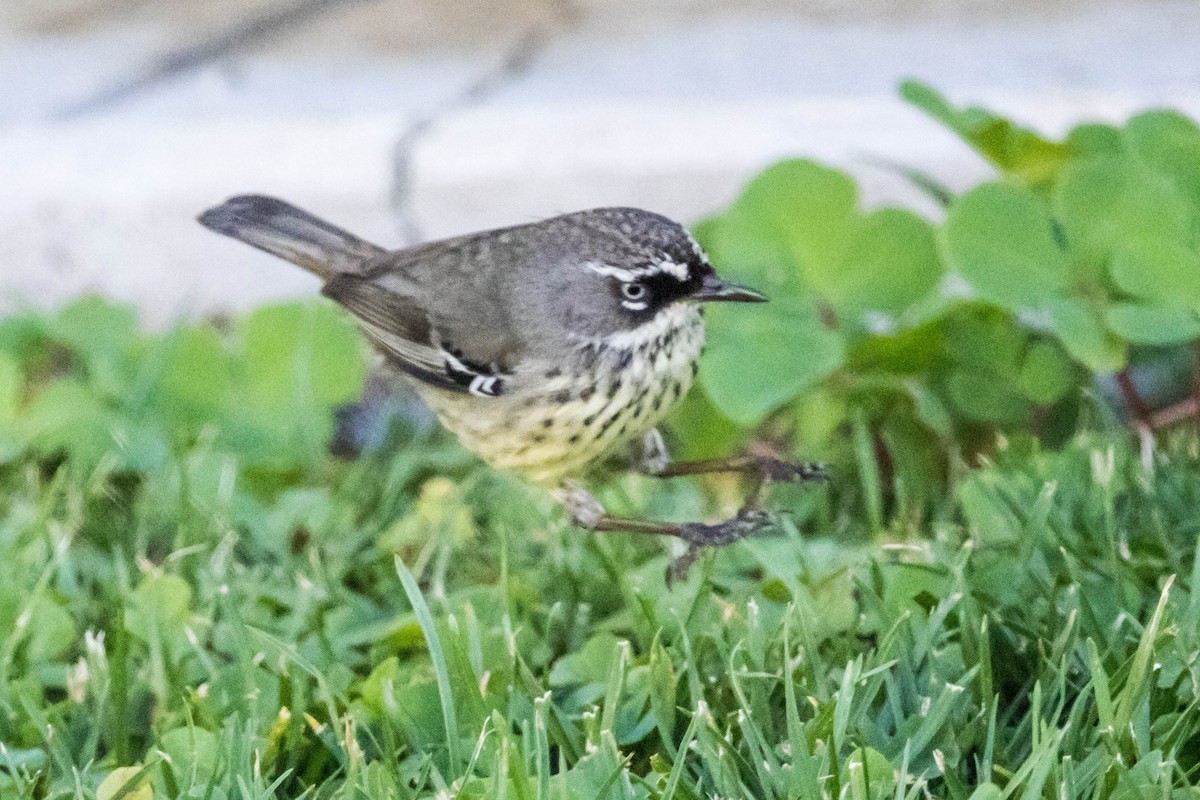 Spotted Scrubwren - ML645221889