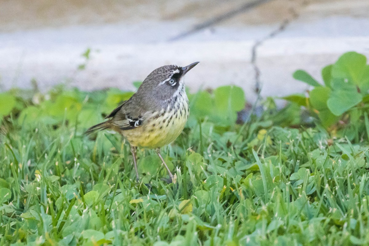 Spotted Scrubwren - ML645221890