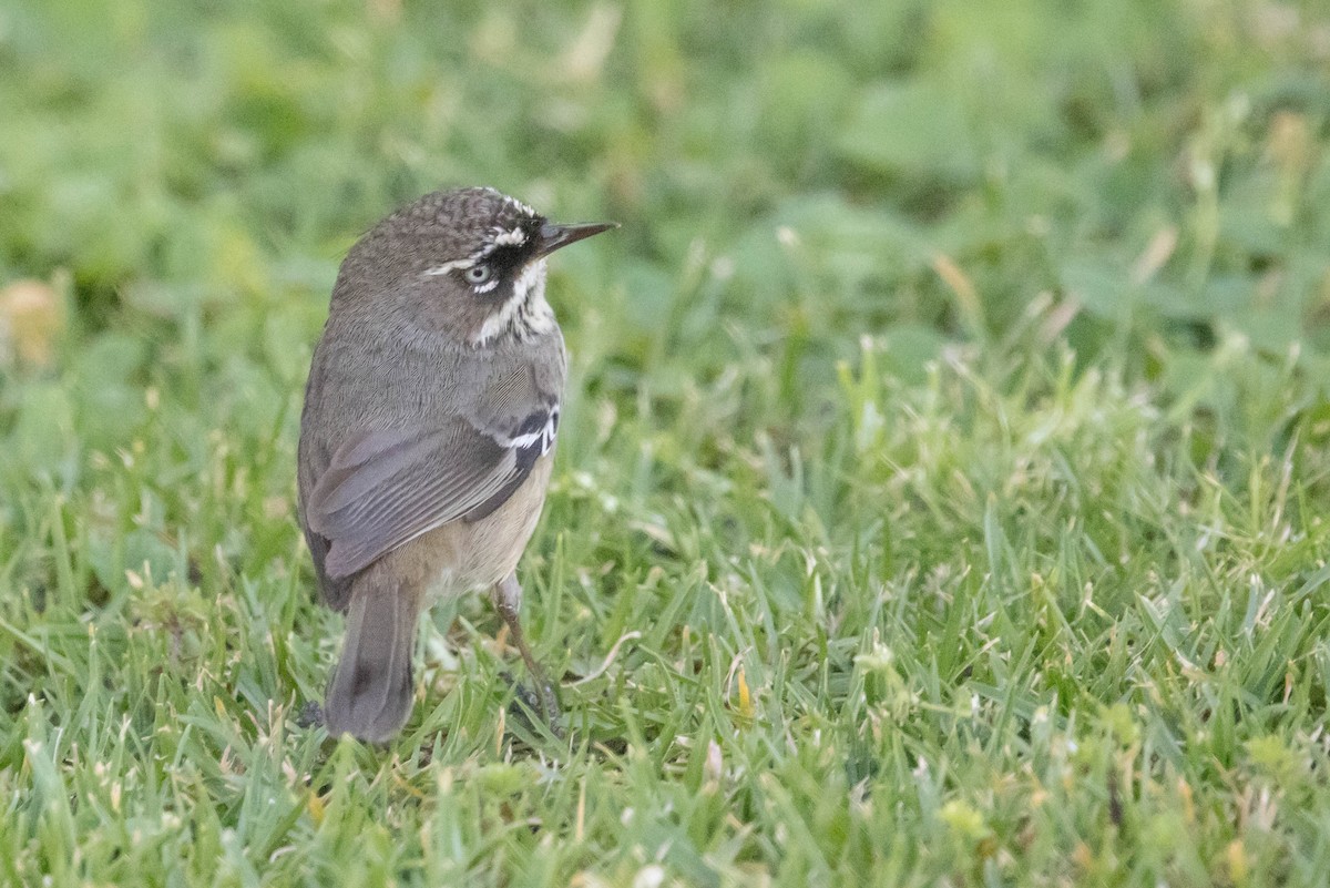 Spotted Scrubwren - ML645221891