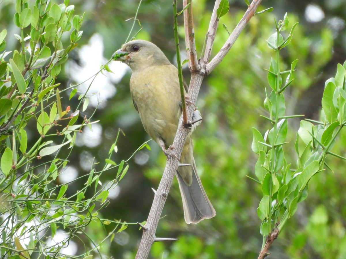 Blue-and-yellow Tanager - ML645221900