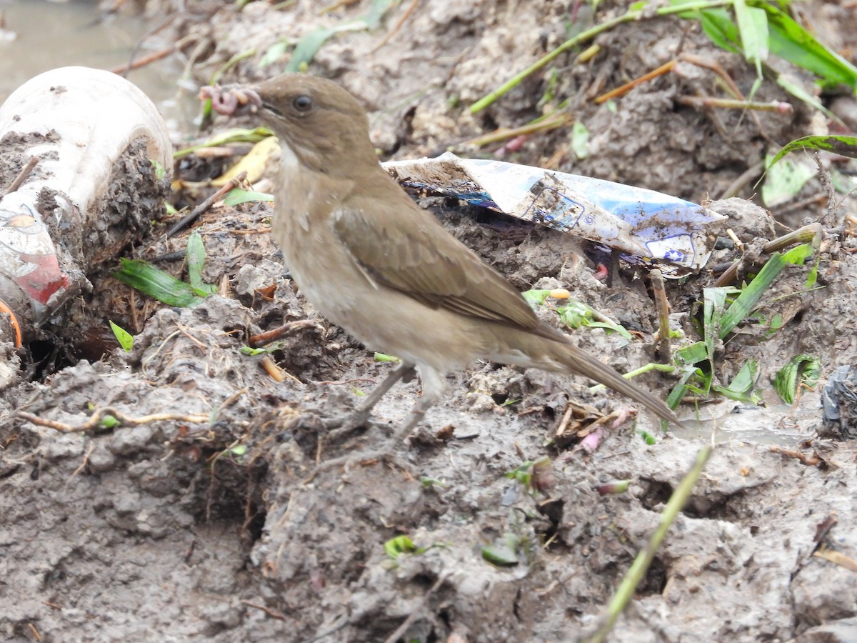 Black-billed Thrush - ML645221908