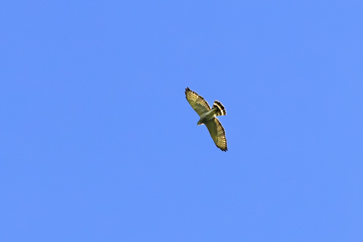 Broad-winged Hawk - ML645221911