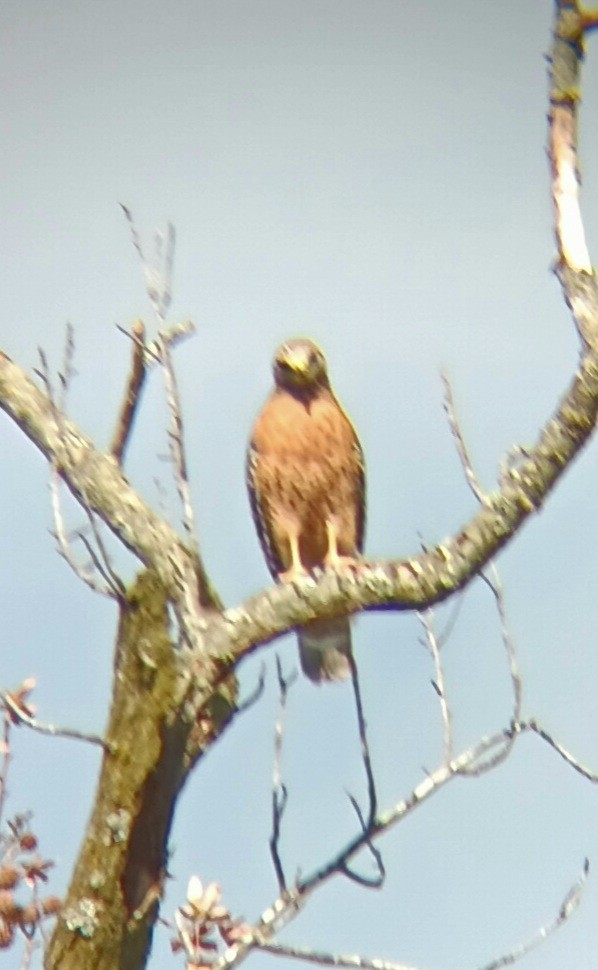 Red-shouldered Hawk - ML645221918