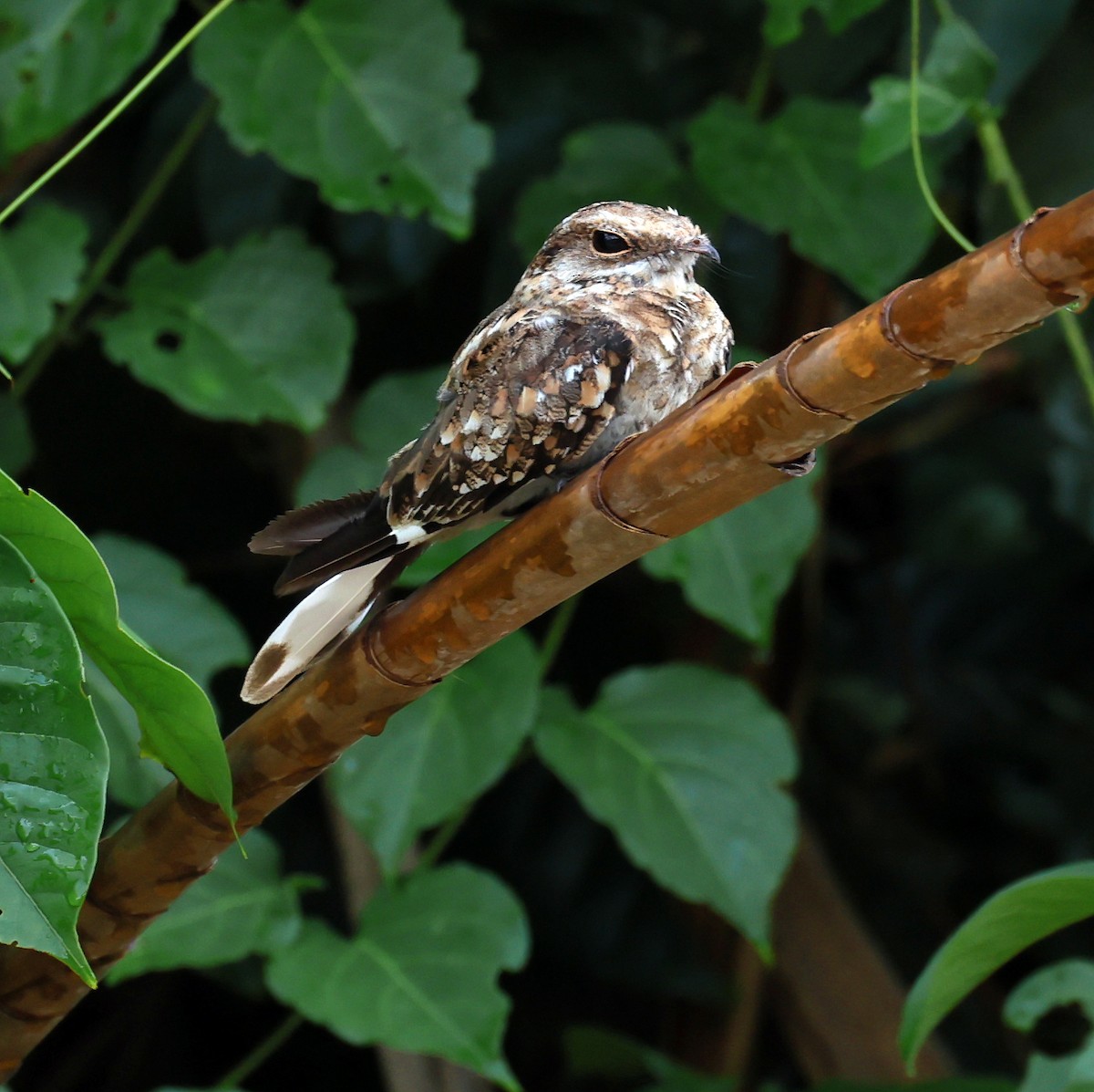 Ladder-tailed Nightjar - ML645221921
