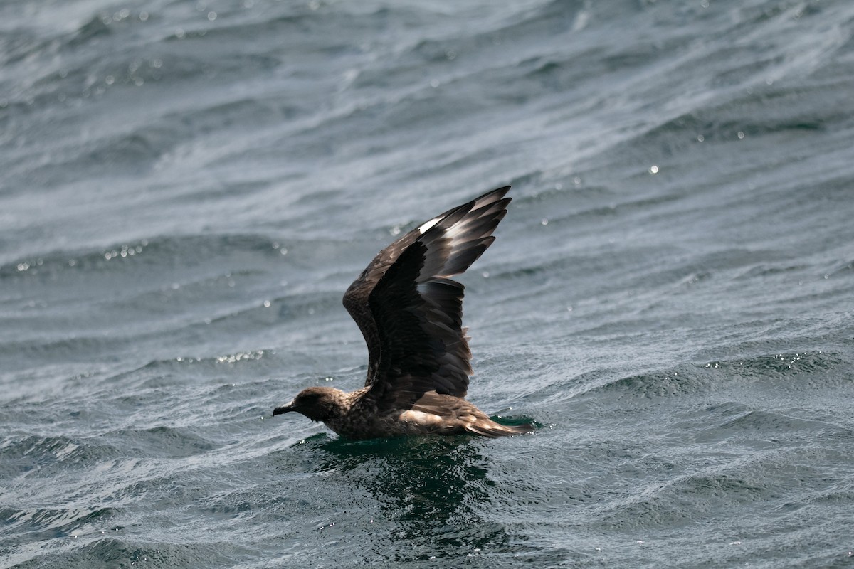 chaluha velká - ML645221927