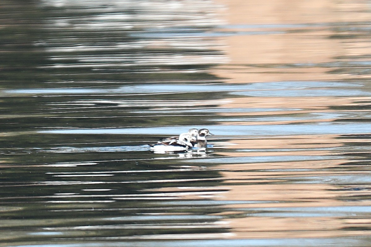 hoholka lední - ML645221930