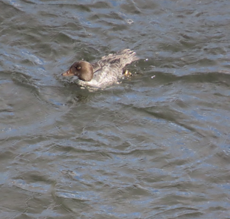 Murgilari islandiarra - ML645221937