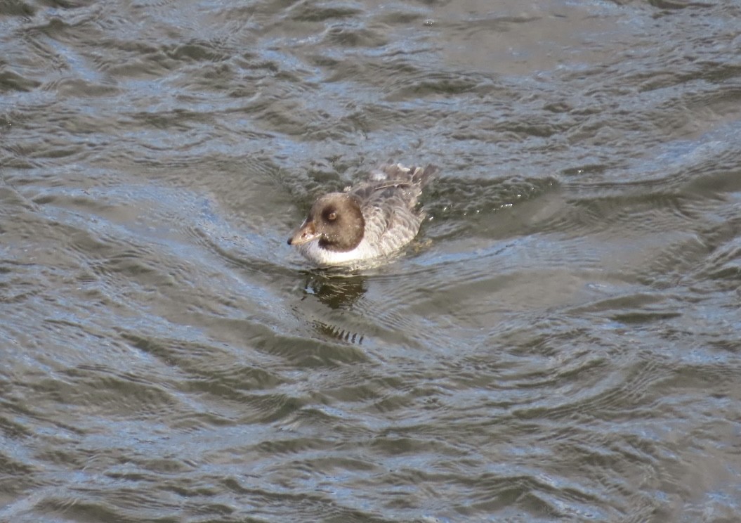 Murgilari islandiarra - ML645221938