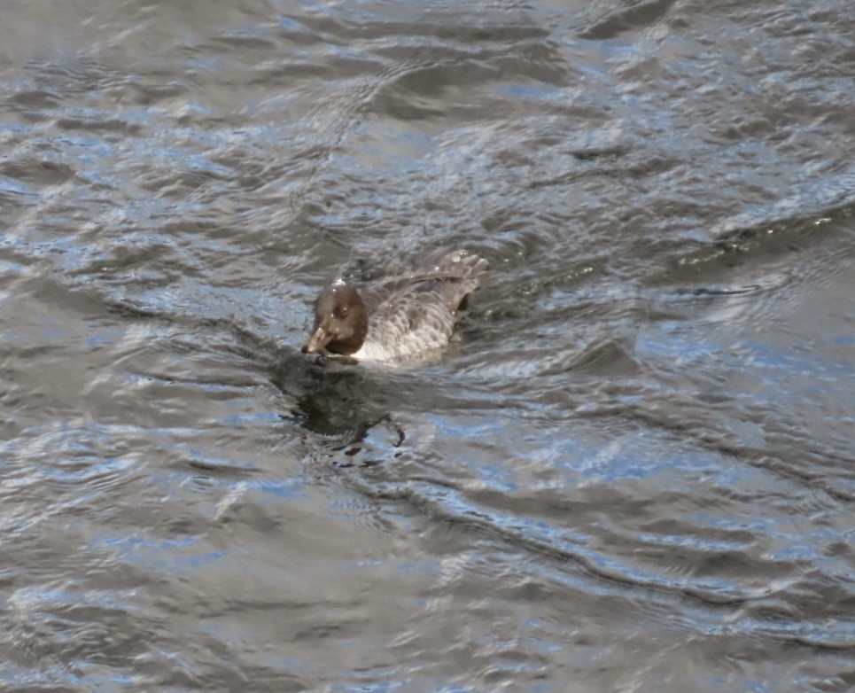 Murgilari islandiarra - ML645221939