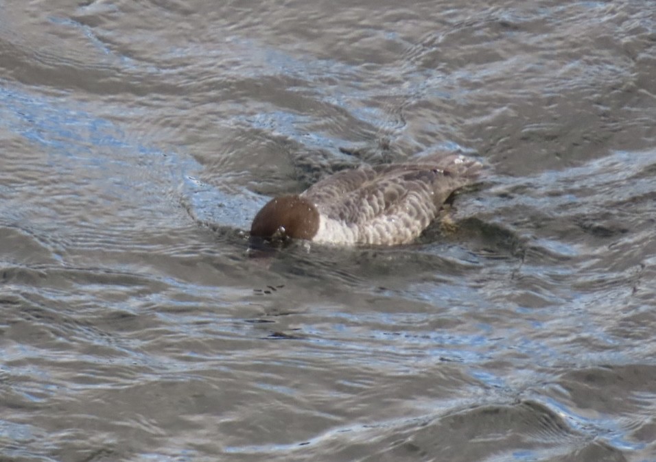 Murgilari islandiarra - ML645221940