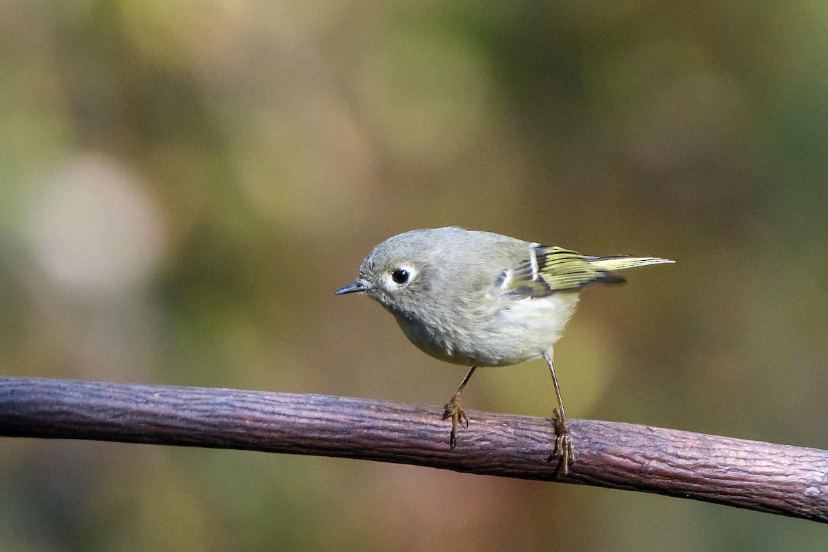 Ruby-crowned Kinglet - ML645221943