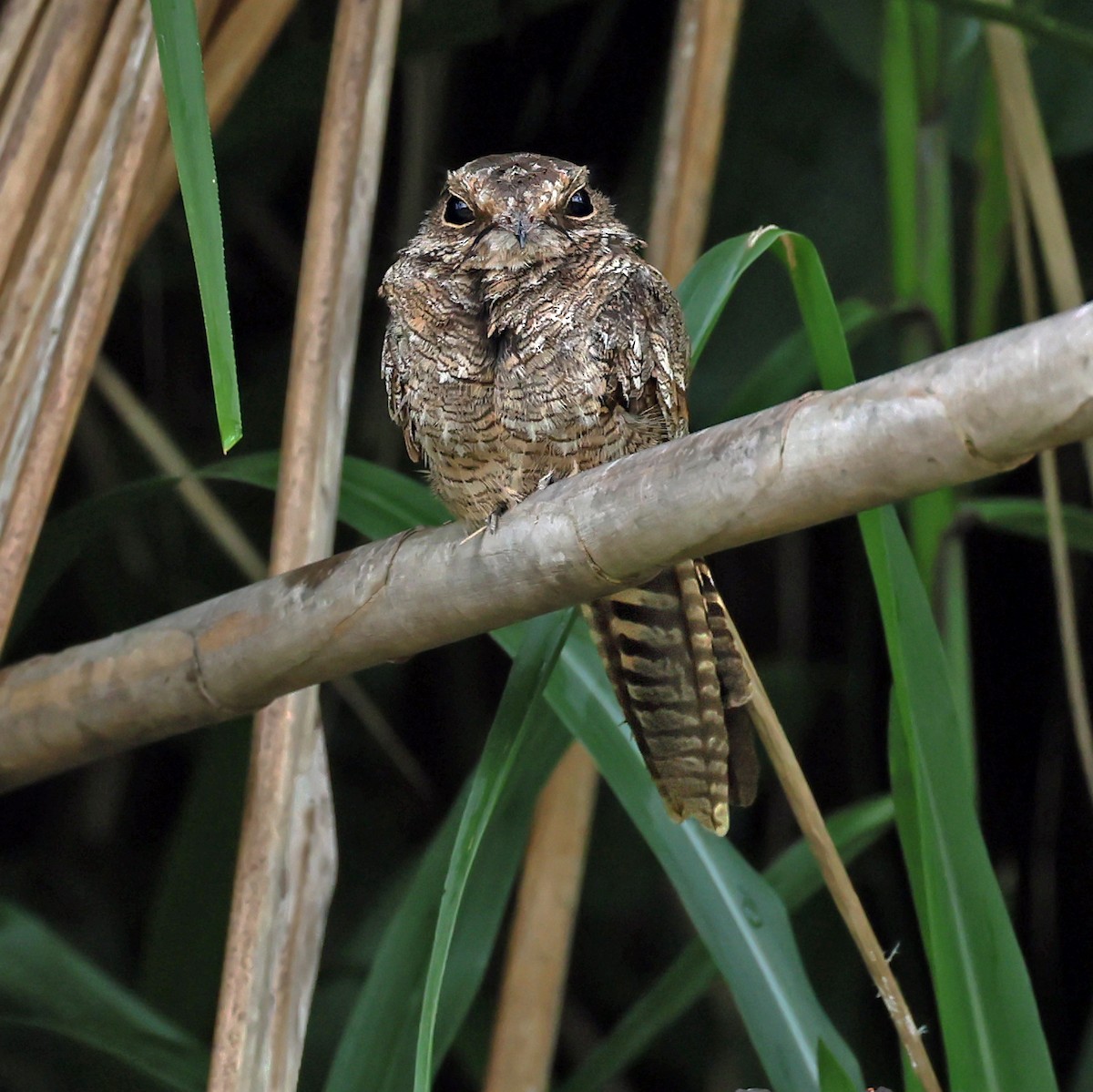 Ladder-tailed Nightjar - ML645221944