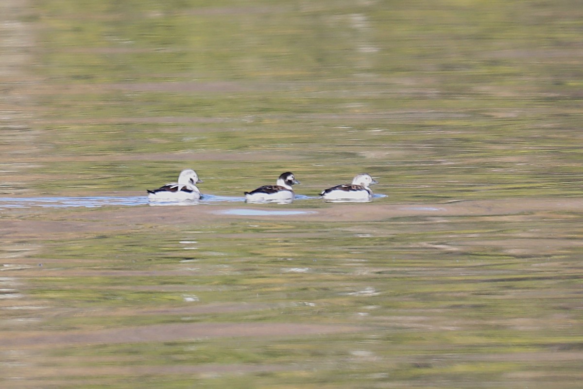 hoholka lední - ML645221945