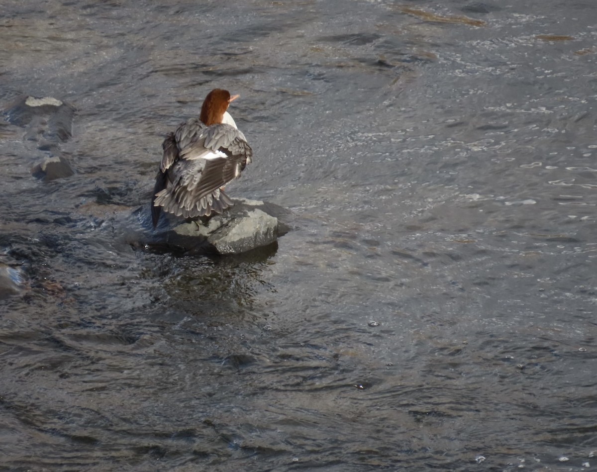 Gänsesäger - ML645221955