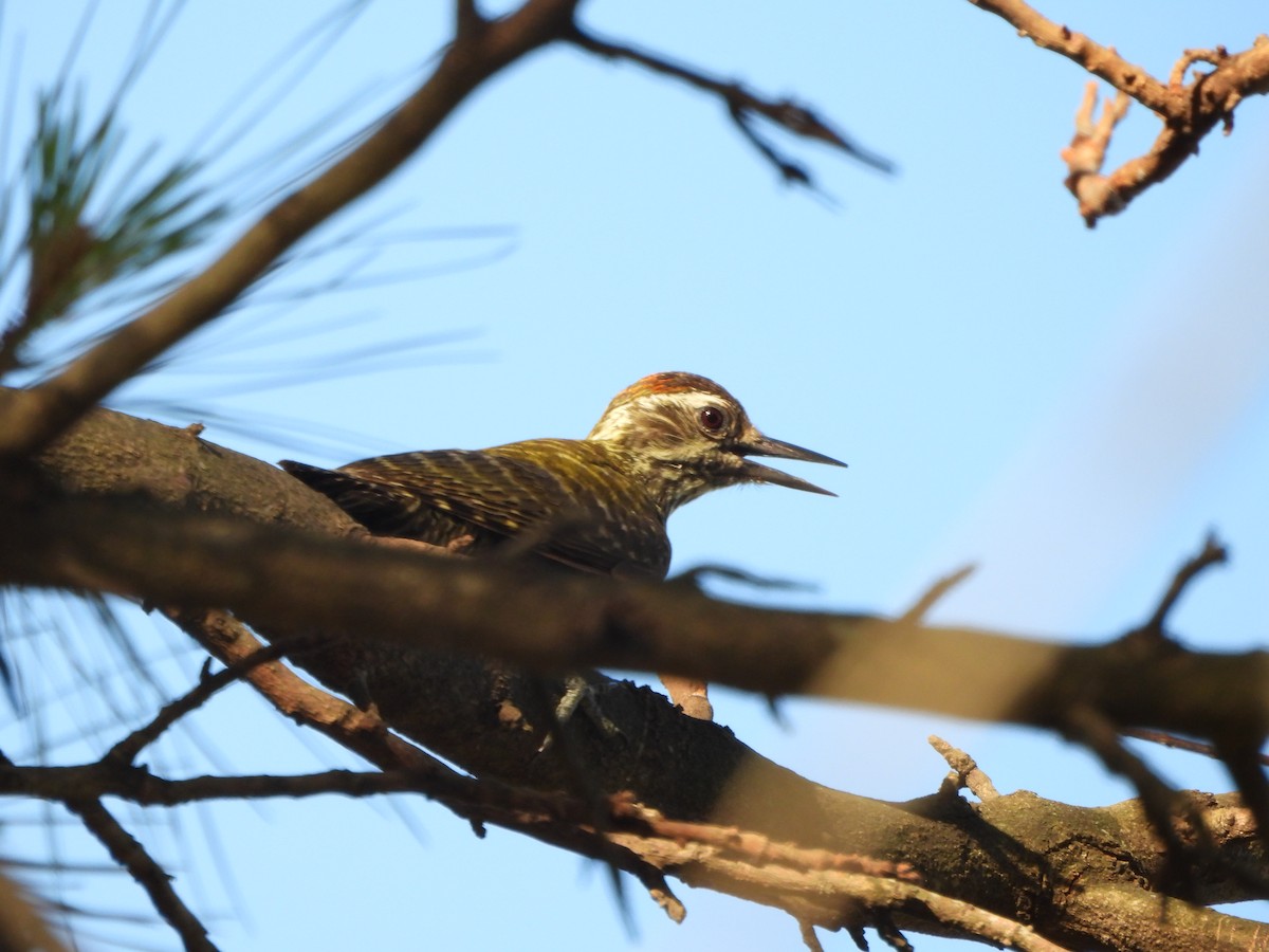 White-spotted Woodpecker - ML645221956