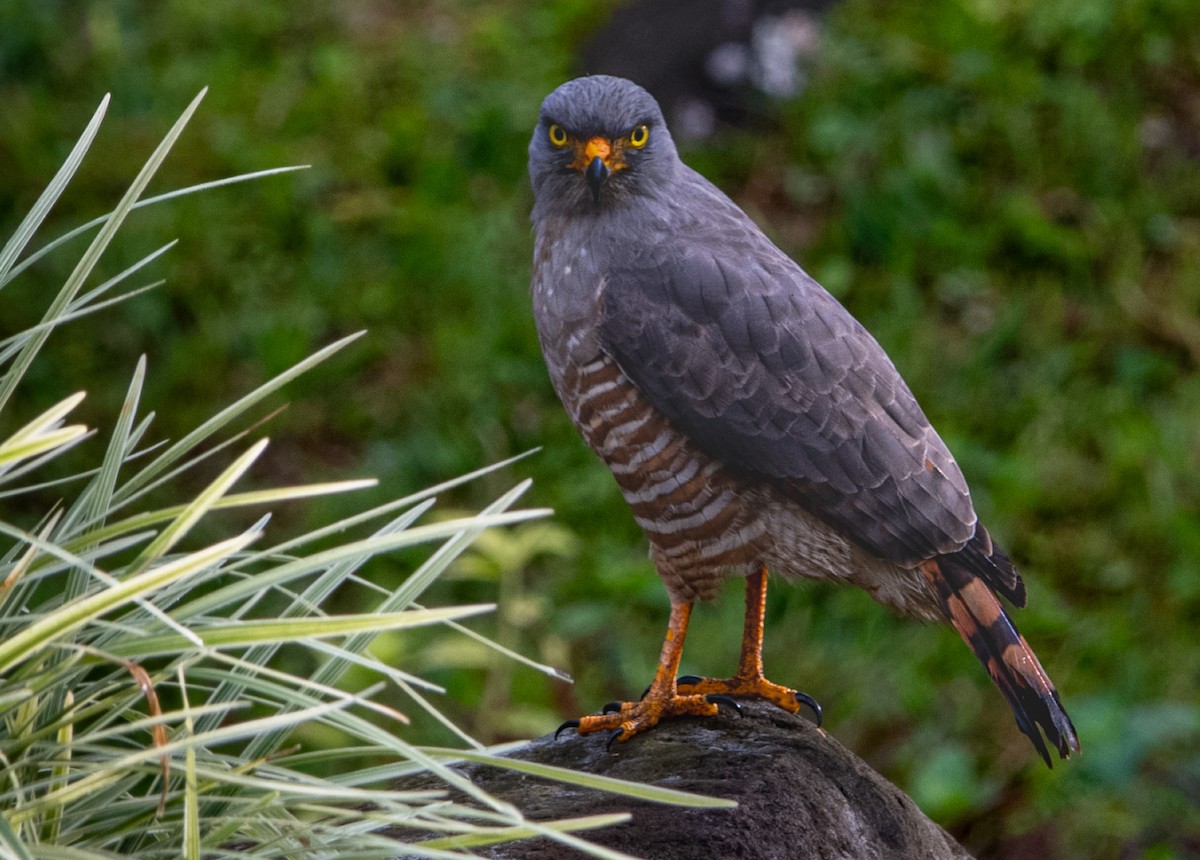 káně krahujová - ML645221971