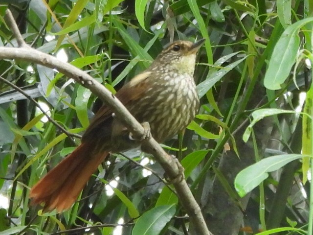 Buff-browed Foliage-gleaner - ML645221986