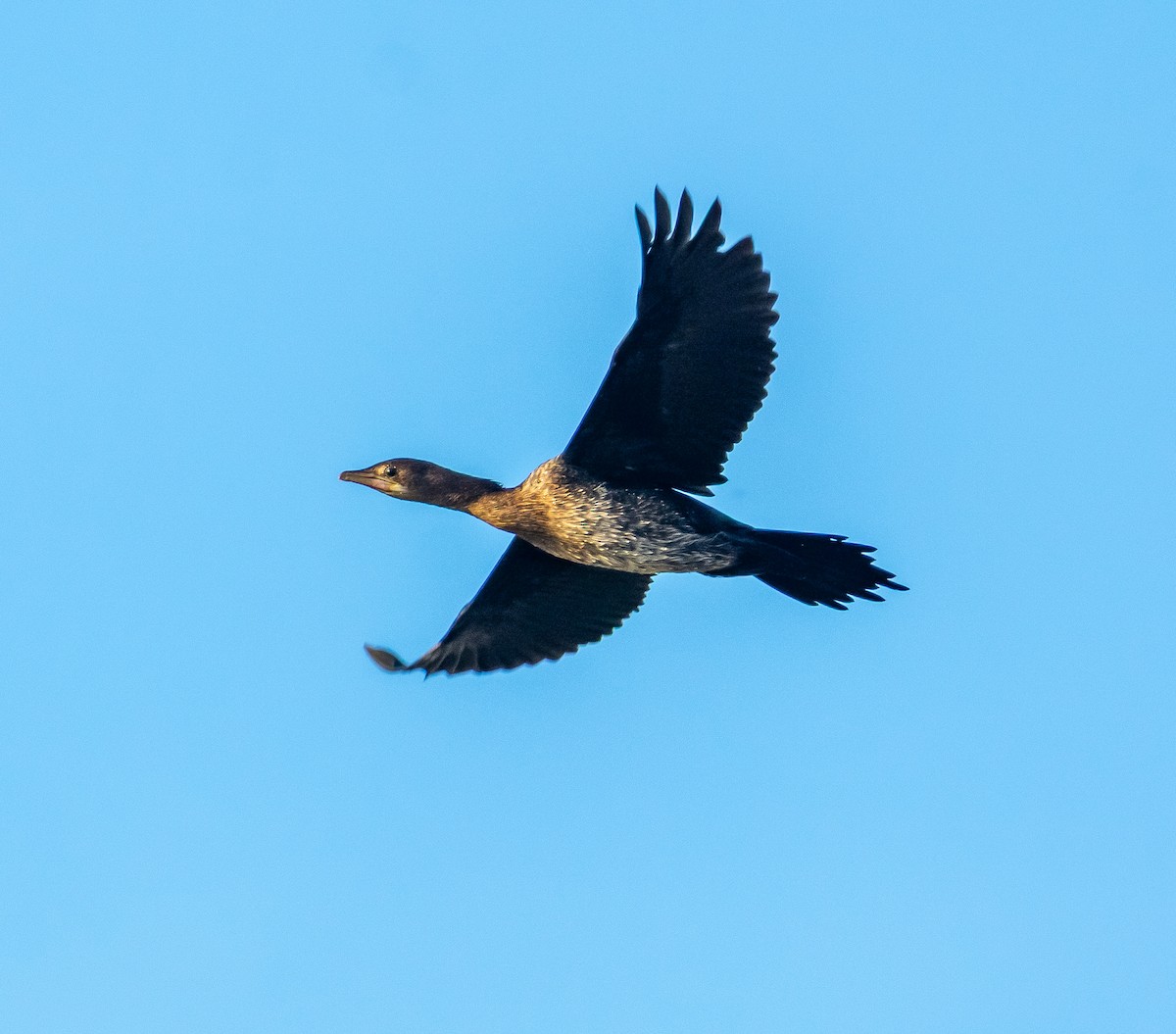 Pygmy Cormorant - ML645221989