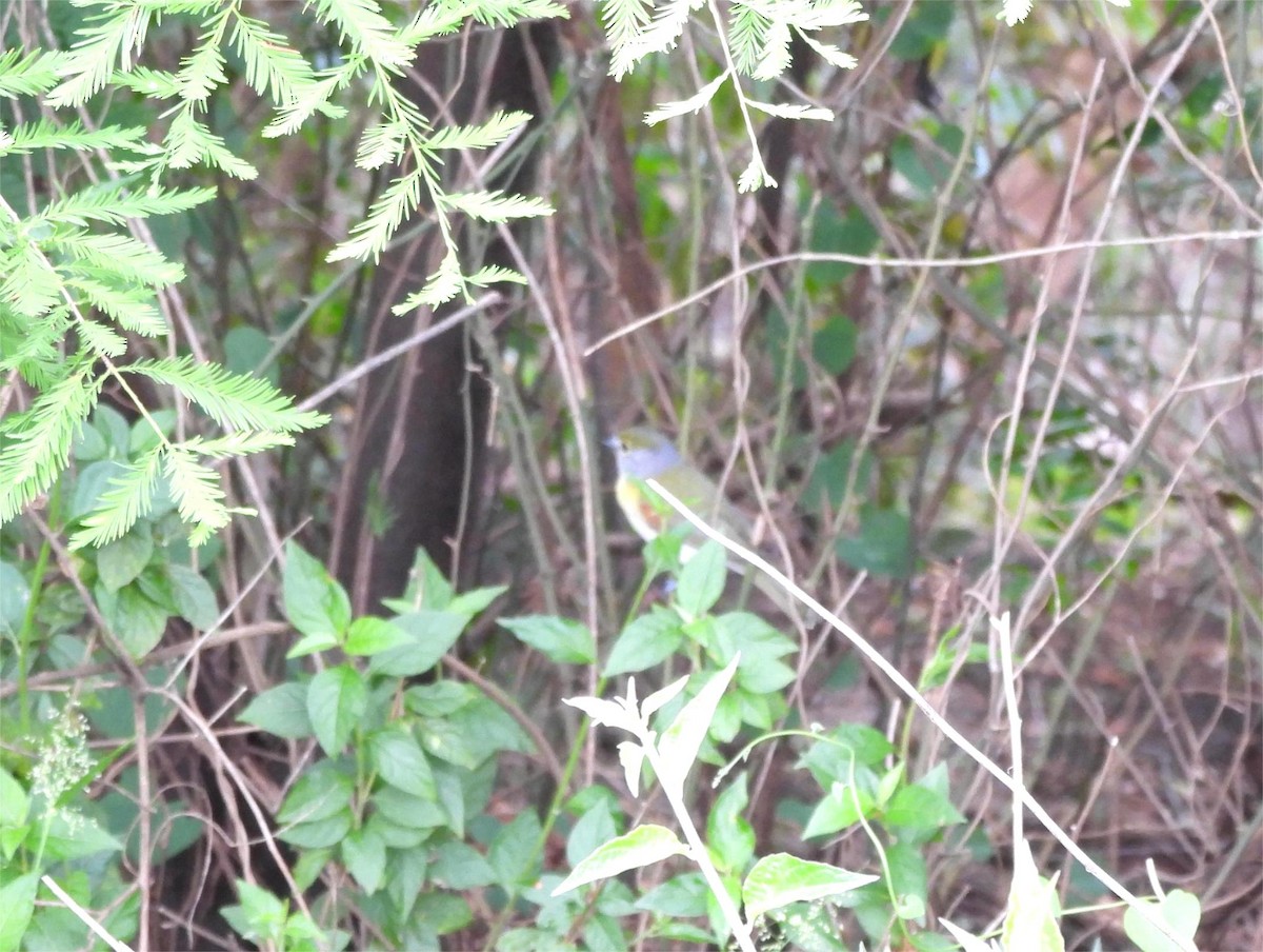 Green-backed Becard - ML645222002