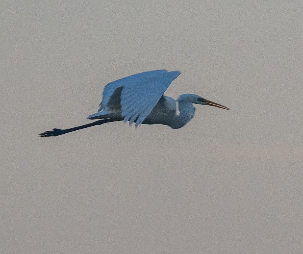 Koartza zuria - ML645222005