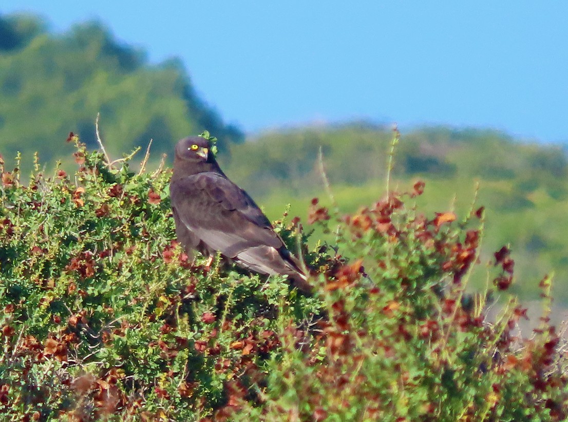 Black Harrier - ML645222020