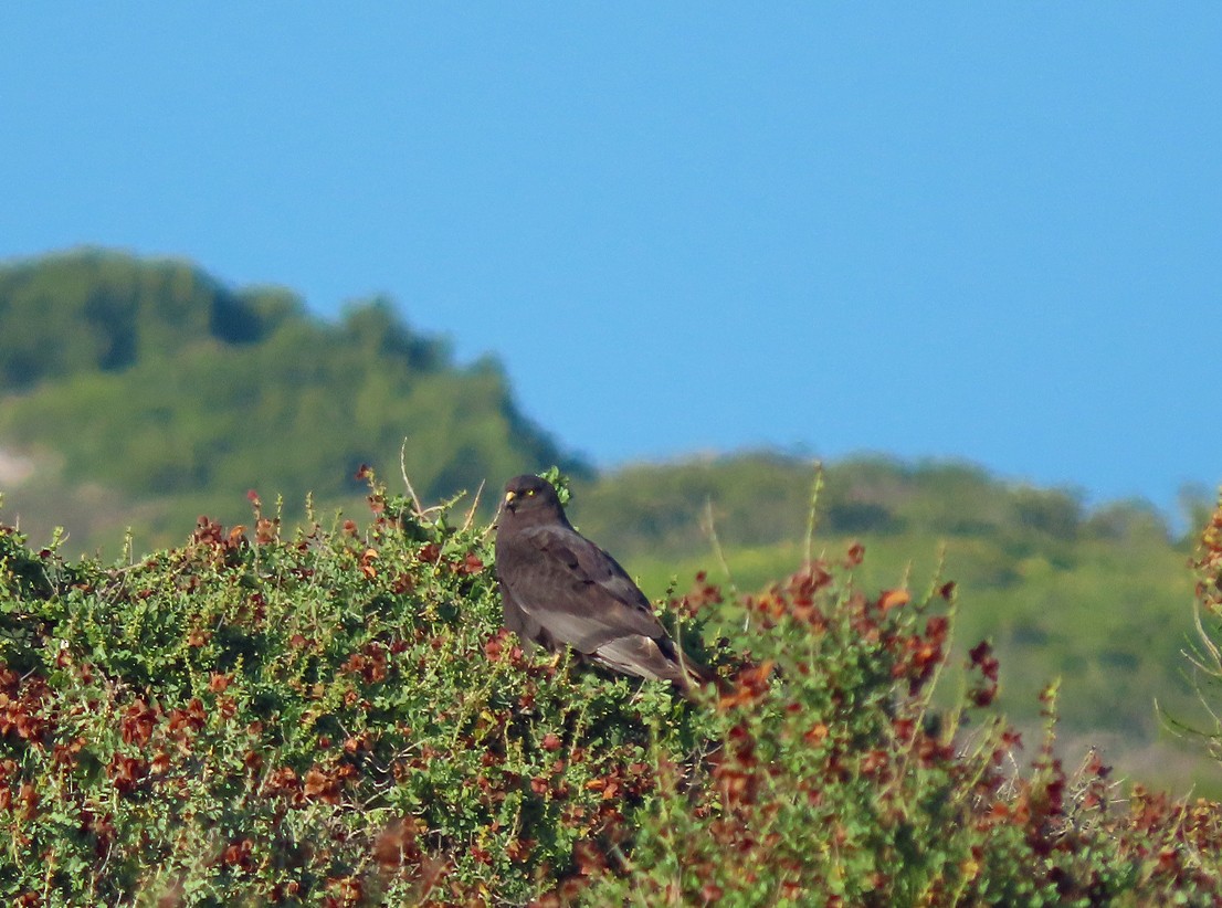 Black Harrier - ML645222024