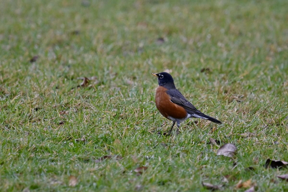 American Robin - ML645222035