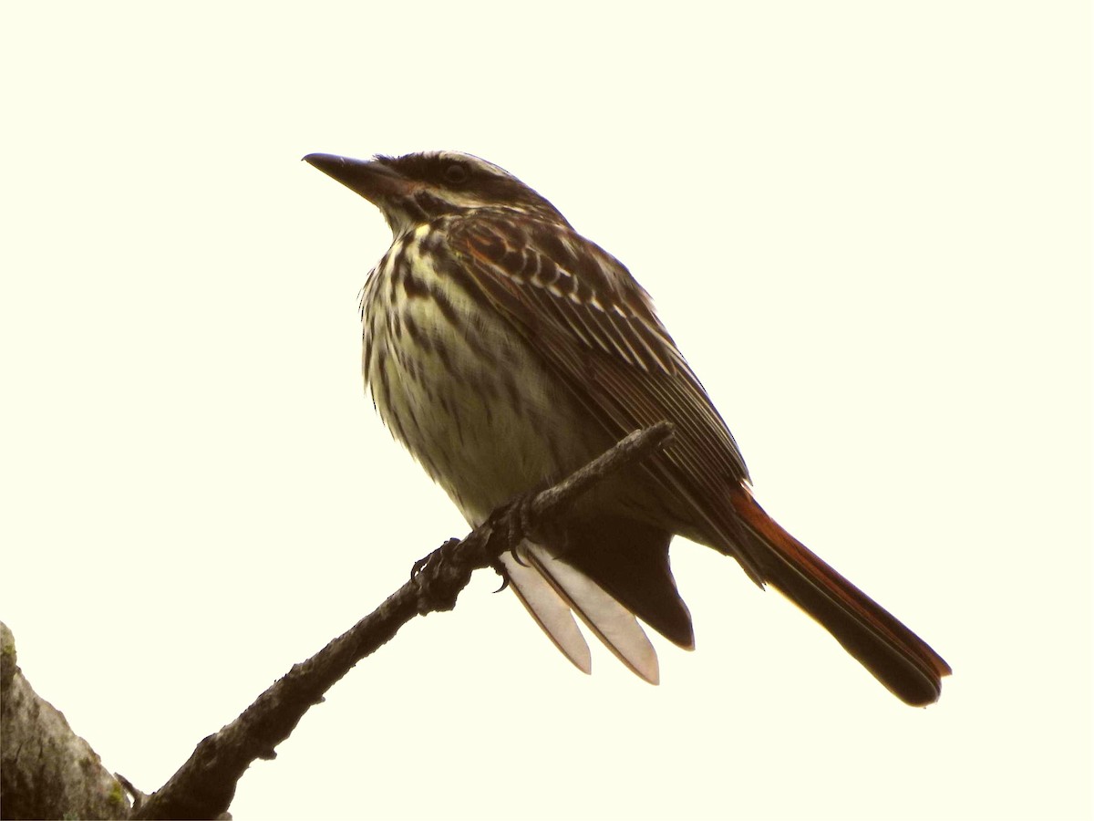 Streaked Flycatcher - ML645222037