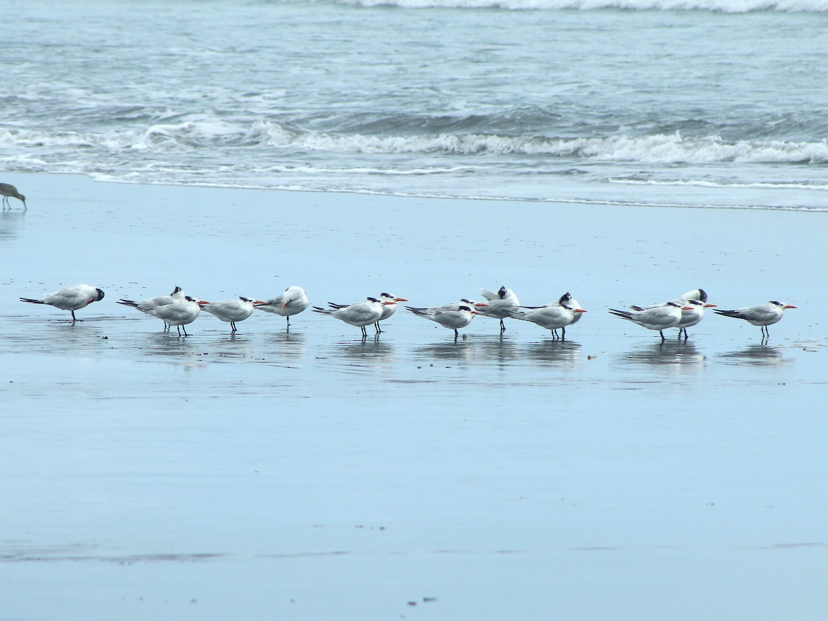 Royal Tern - ML645222042