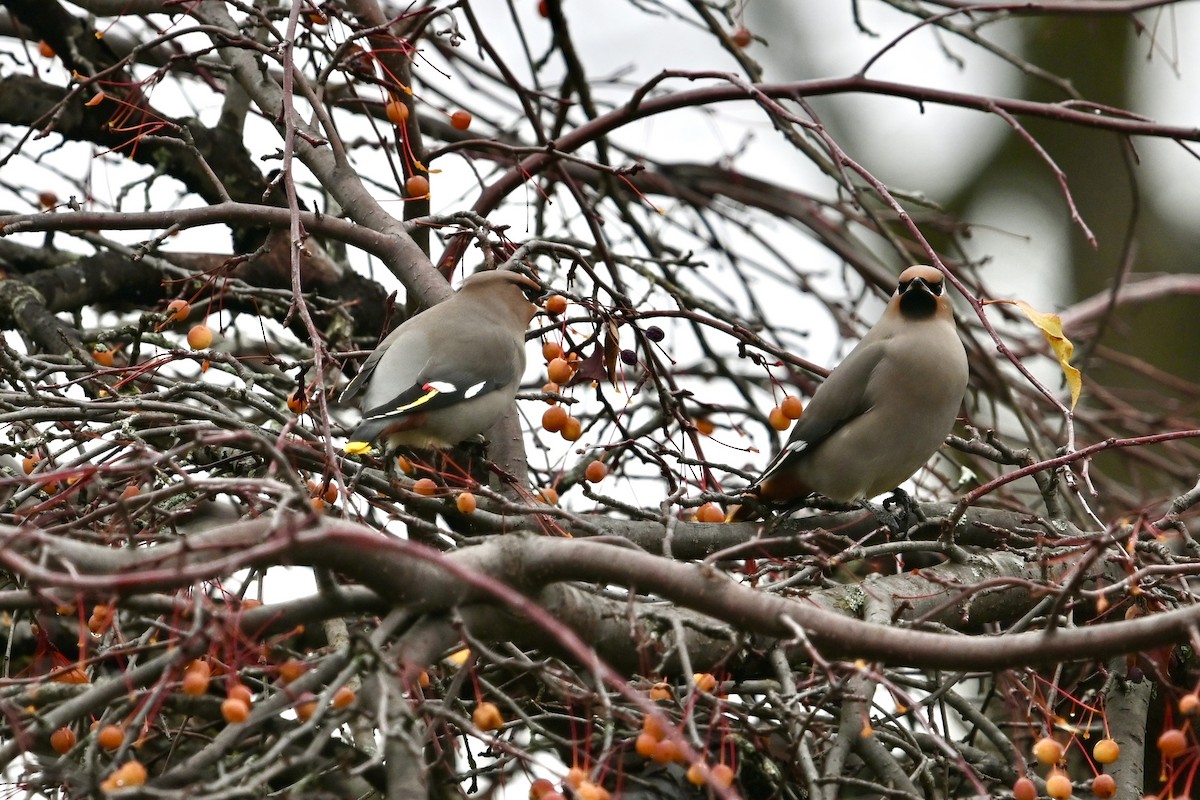 Ampelis Europeo - ML645222058