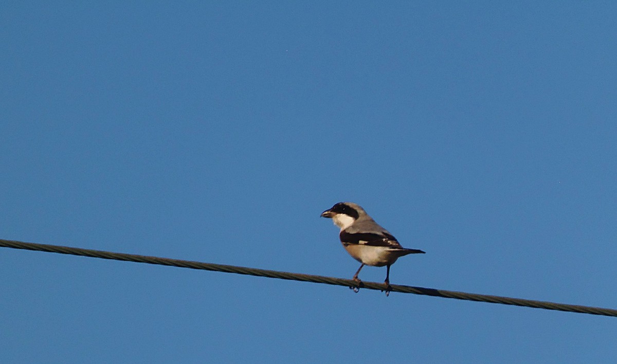 Lesser Gray Shrike - ML645222060