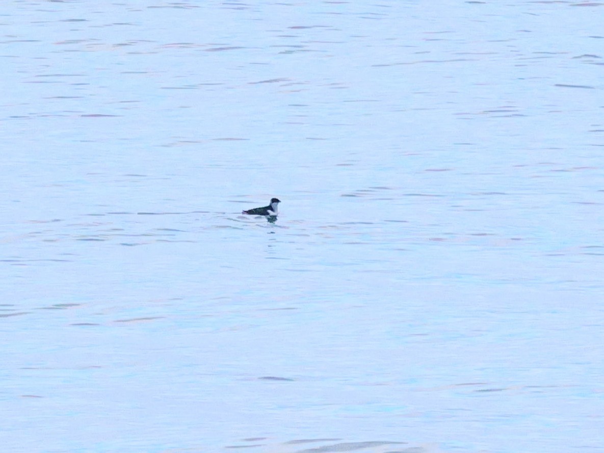 alkoun malý - ML645222061