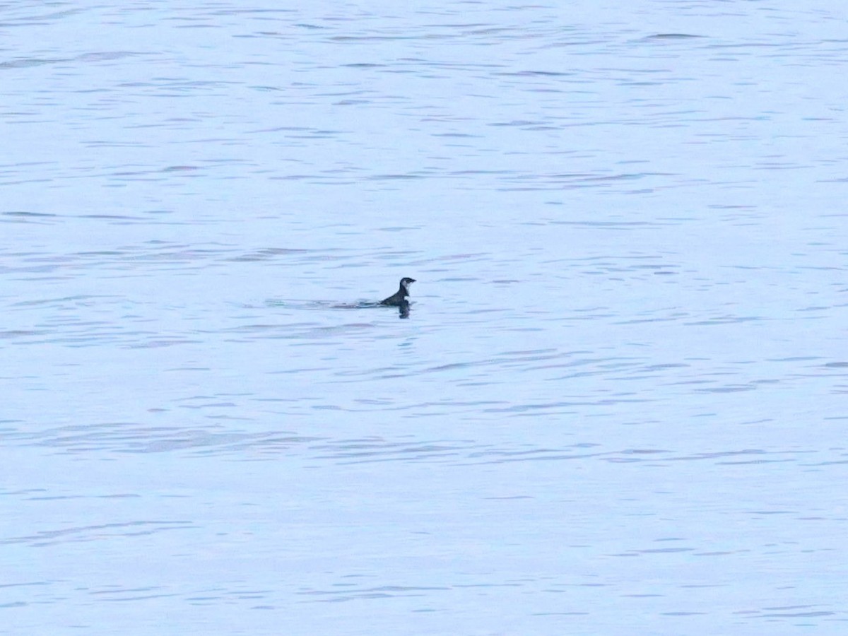 alkoun malý - ML645222062