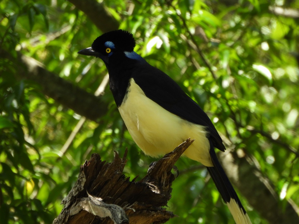 Plush-crested Jay - ML645222066