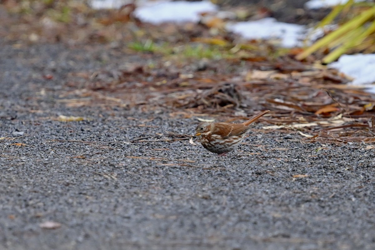 Fox Sparrow - ML645222068