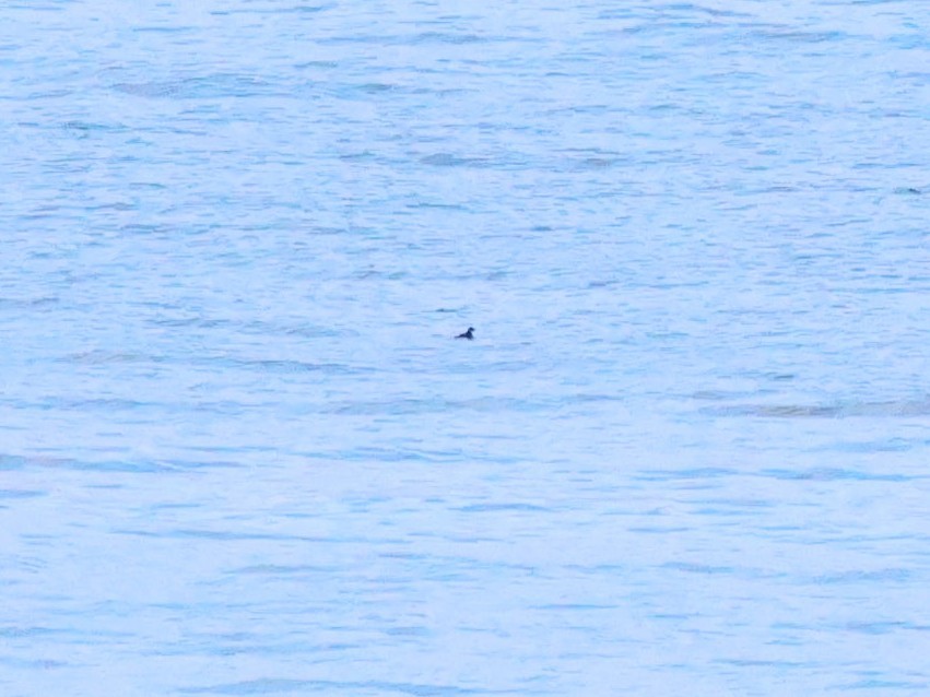 alkoun malý - ML645222075