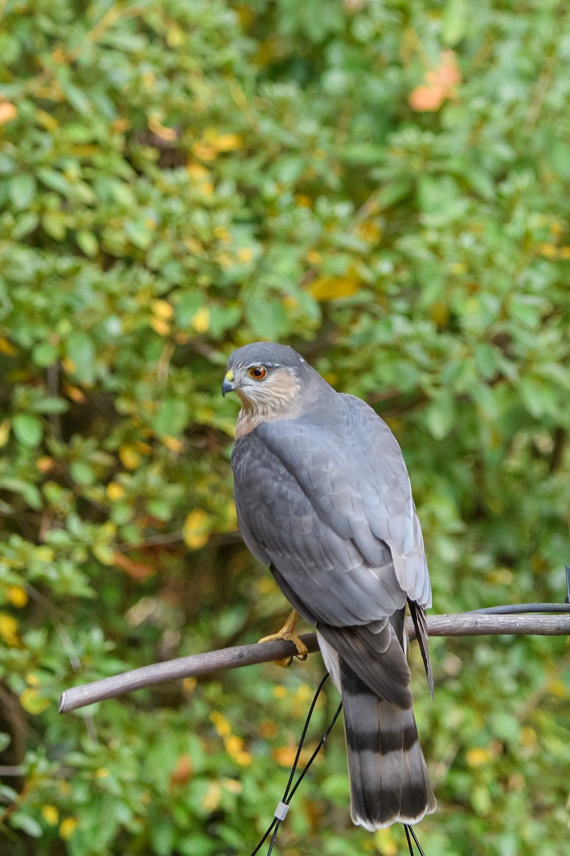 Sharp-shinned Hawk - ML645222079