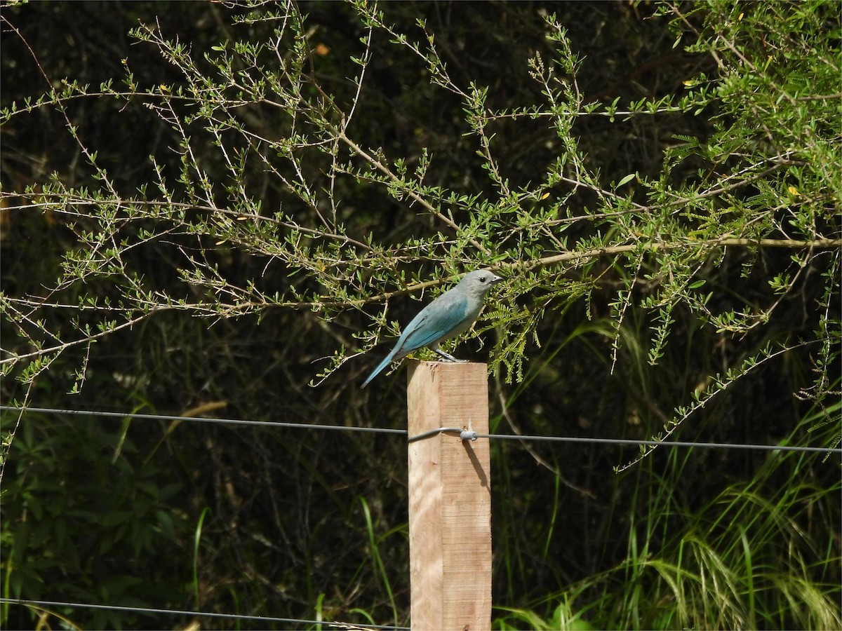 Sayaca Tanager - ML645222083