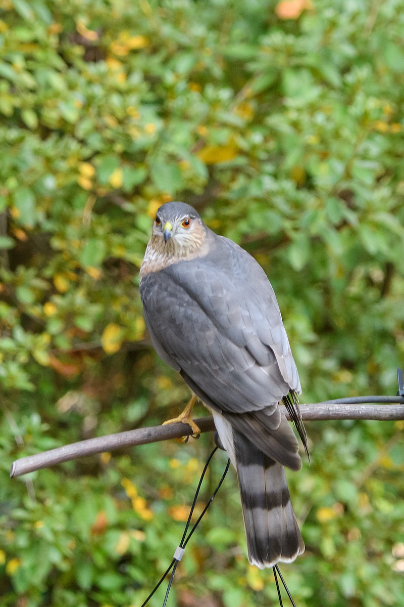Sharp-shinned Hawk - ML645222084